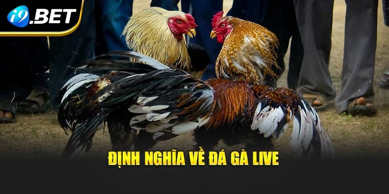 Định nghĩa về đá gà live