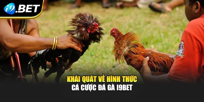 Khái quát về hình thức cá cược đá gà I9BET